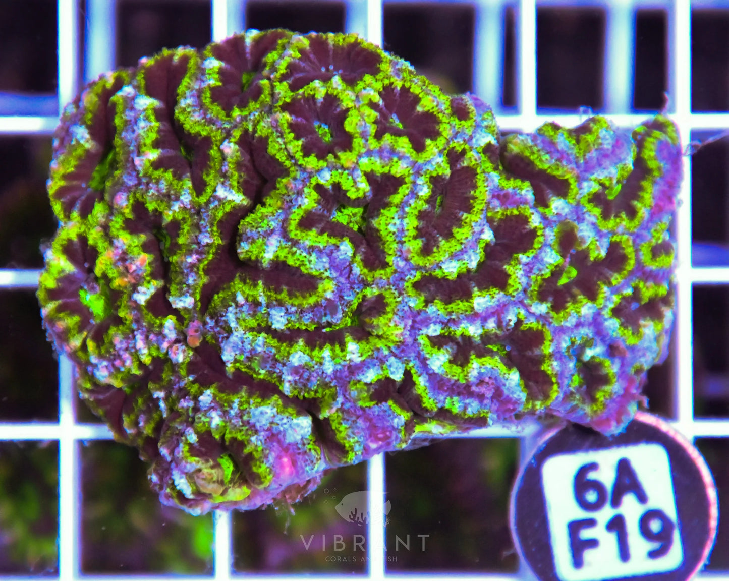Acan Lord AUS