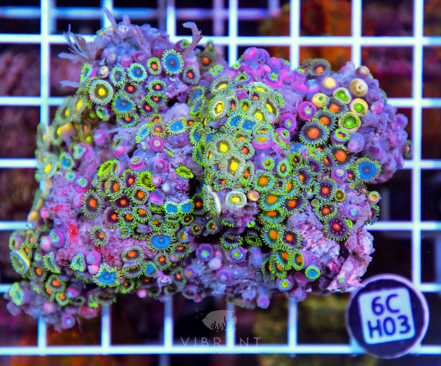 Zoa AUS