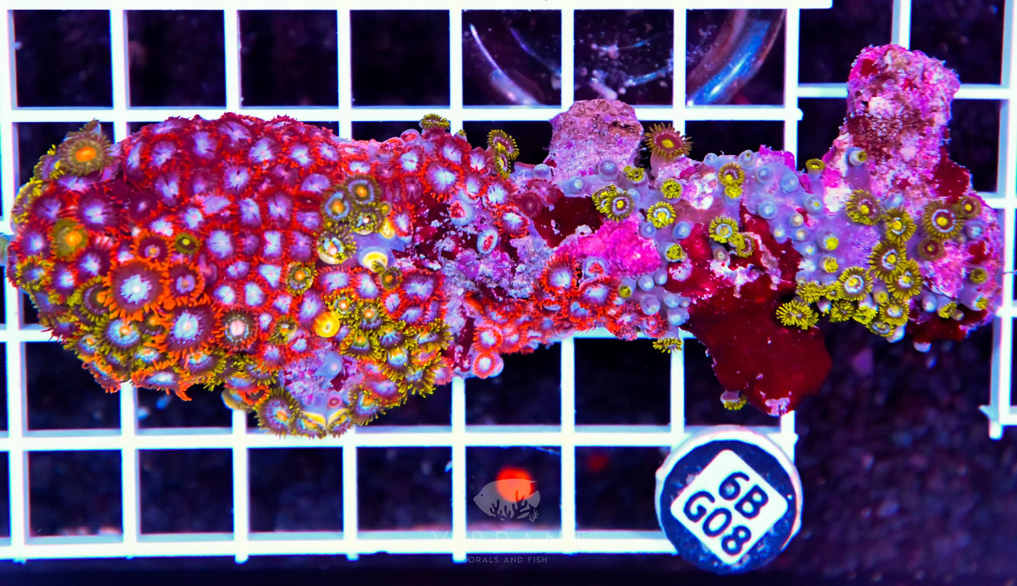 Zoa INDO W