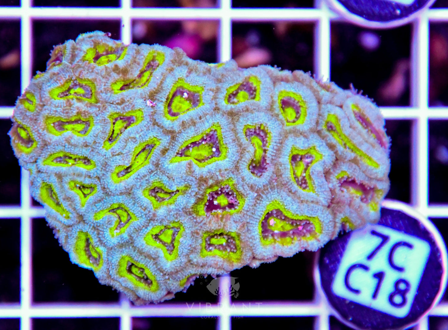 Micromussa INDO