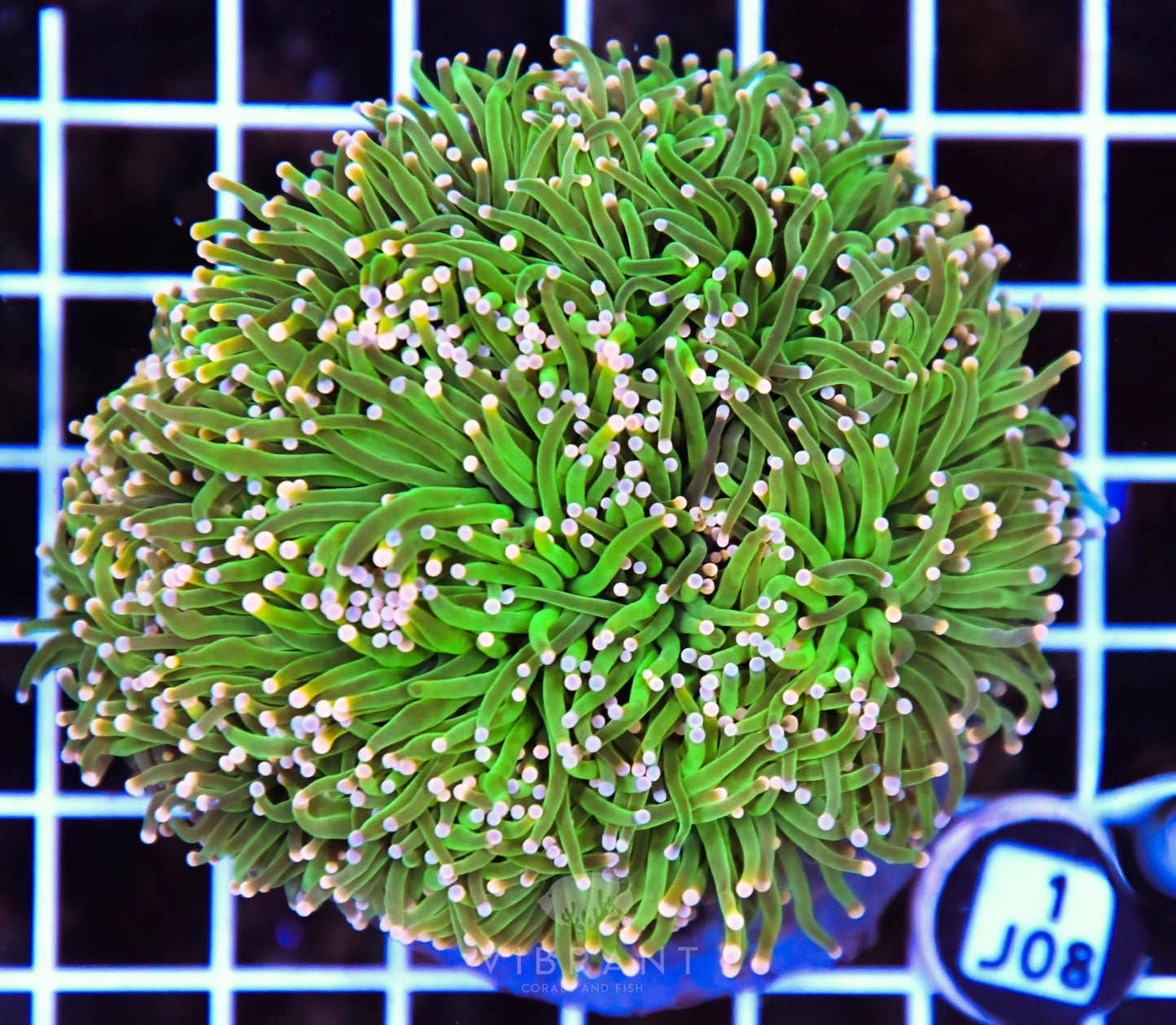 Torch INDO