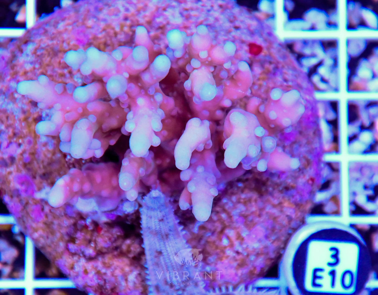 Acro INDO