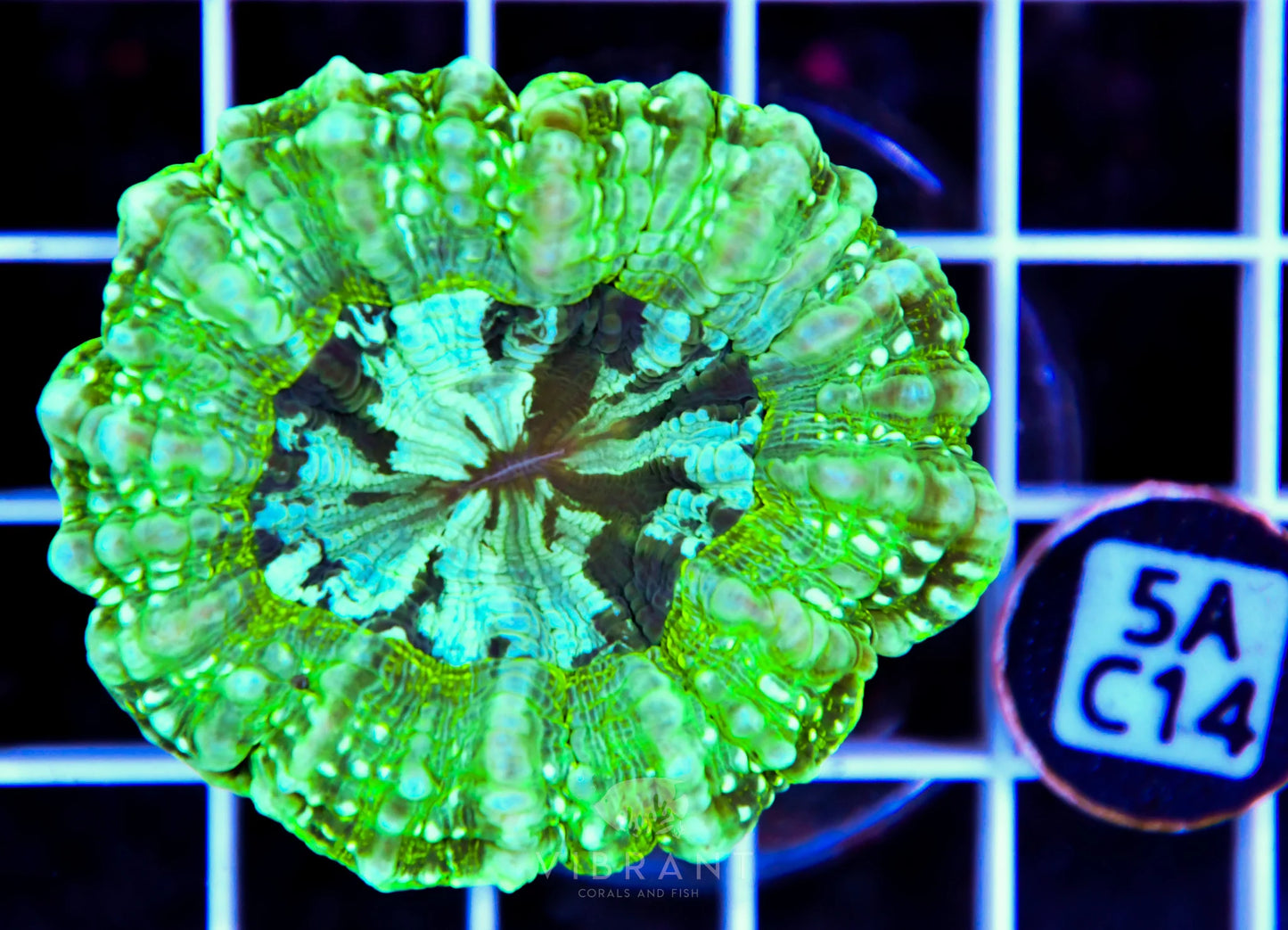 Acanthophyllia AUS