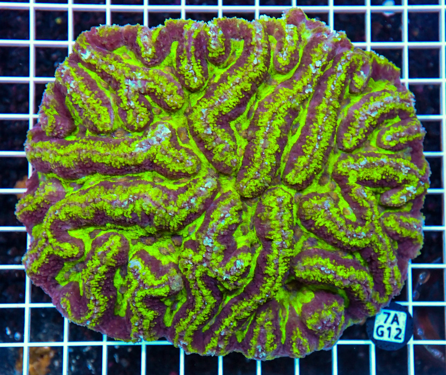 Symphyllia INDO W