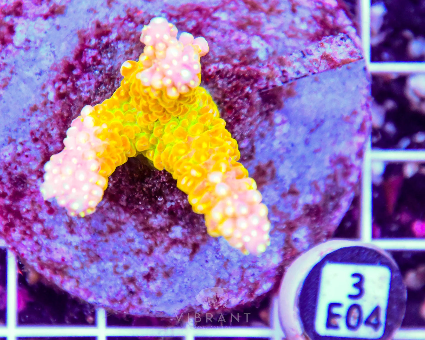 Acro INDO