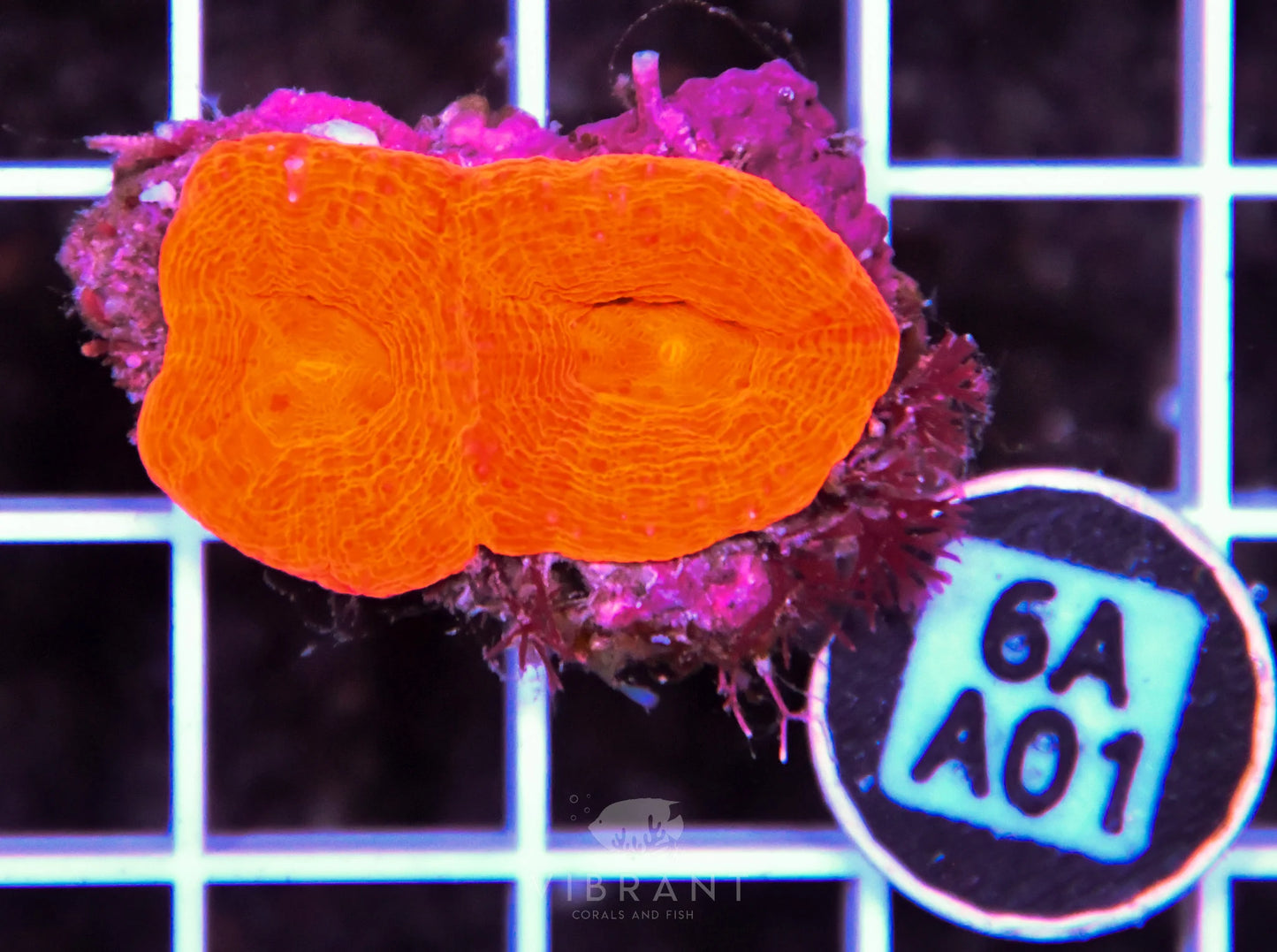 Acan Bower AUS