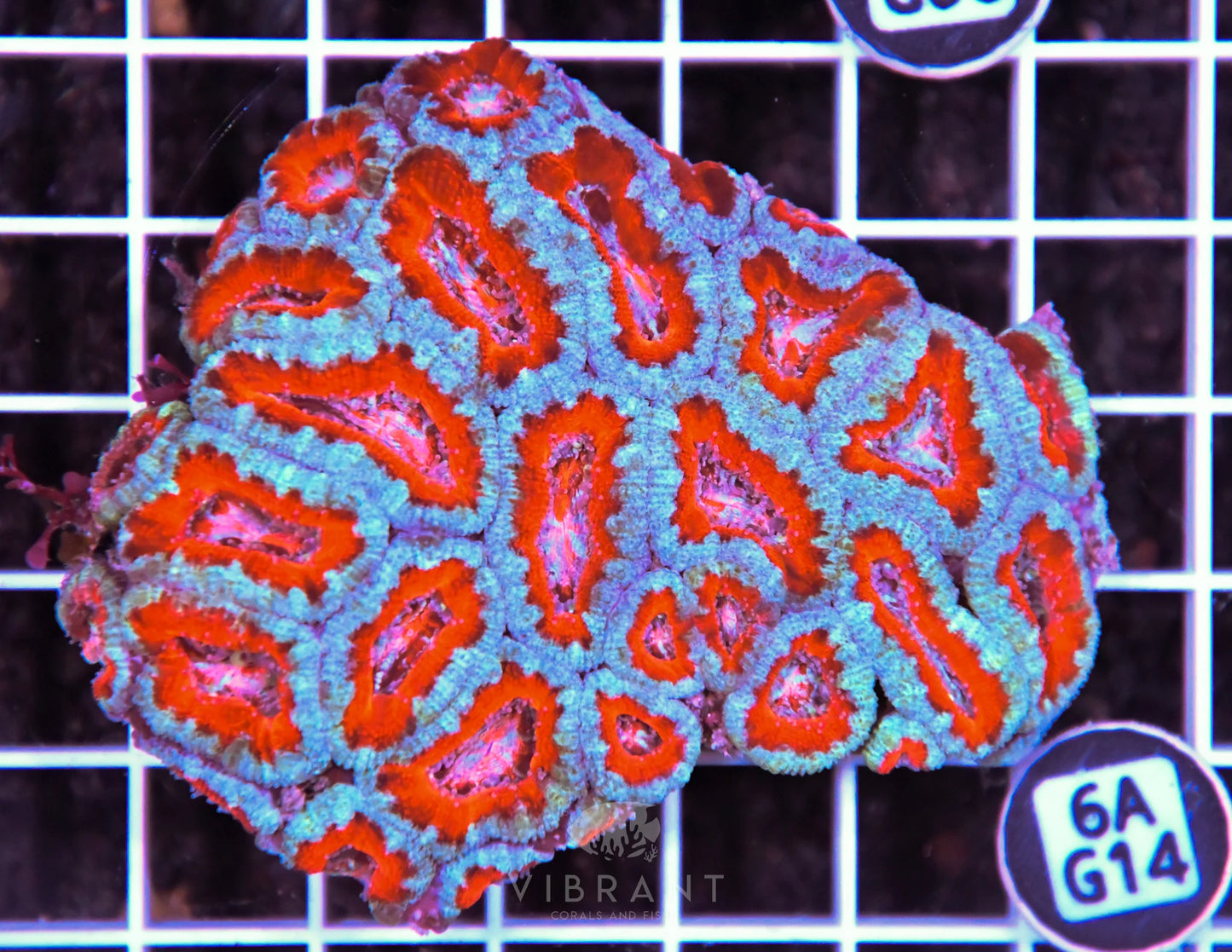 Acan Lord AUS