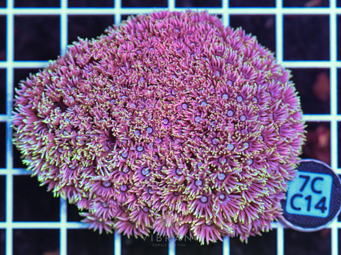 Goniopora WAUS