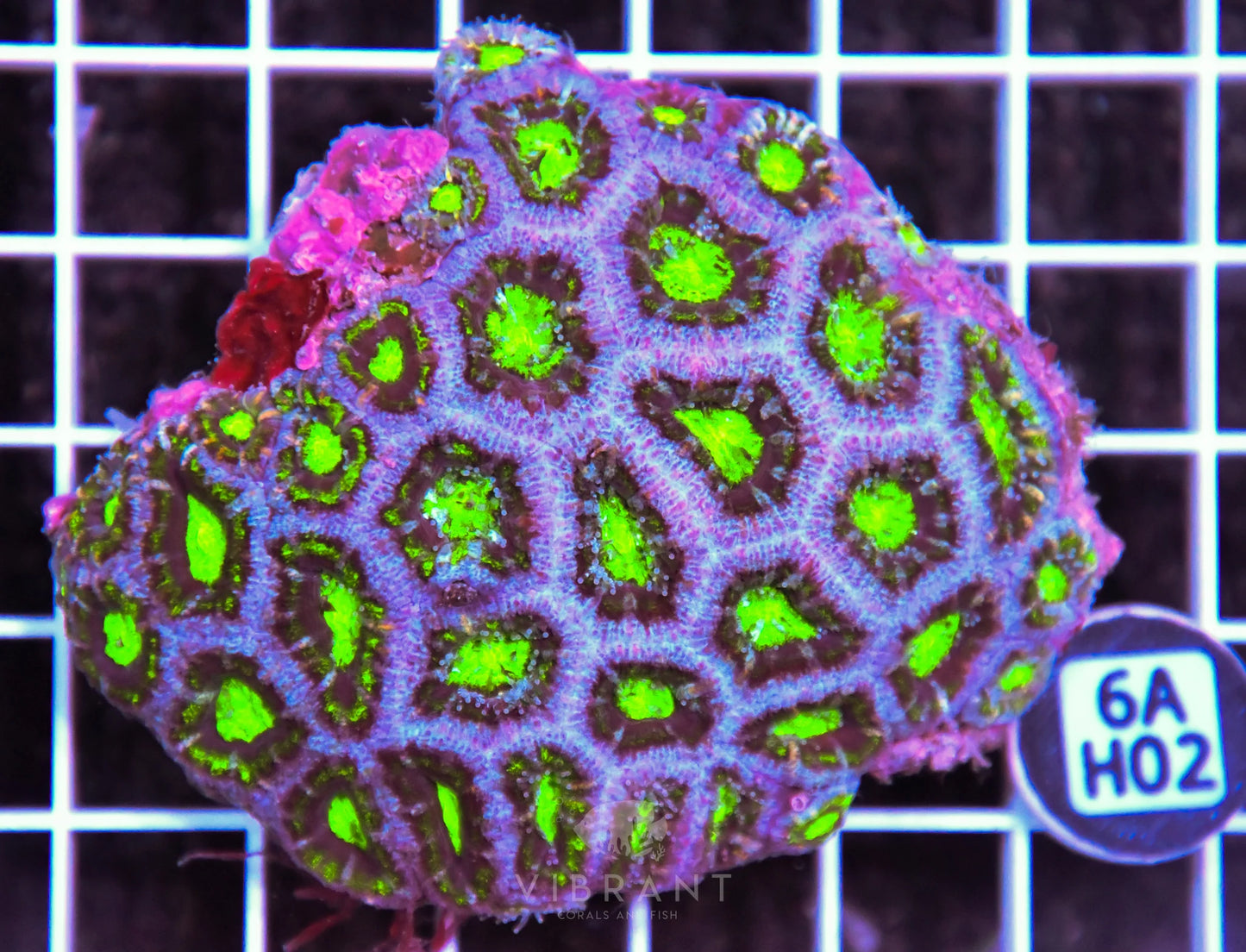 Acan Lord AUS