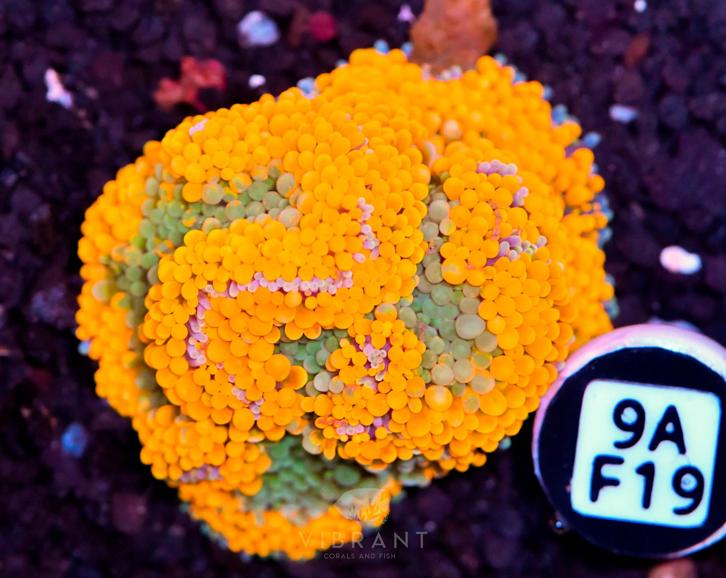 Ricordea Mushroom