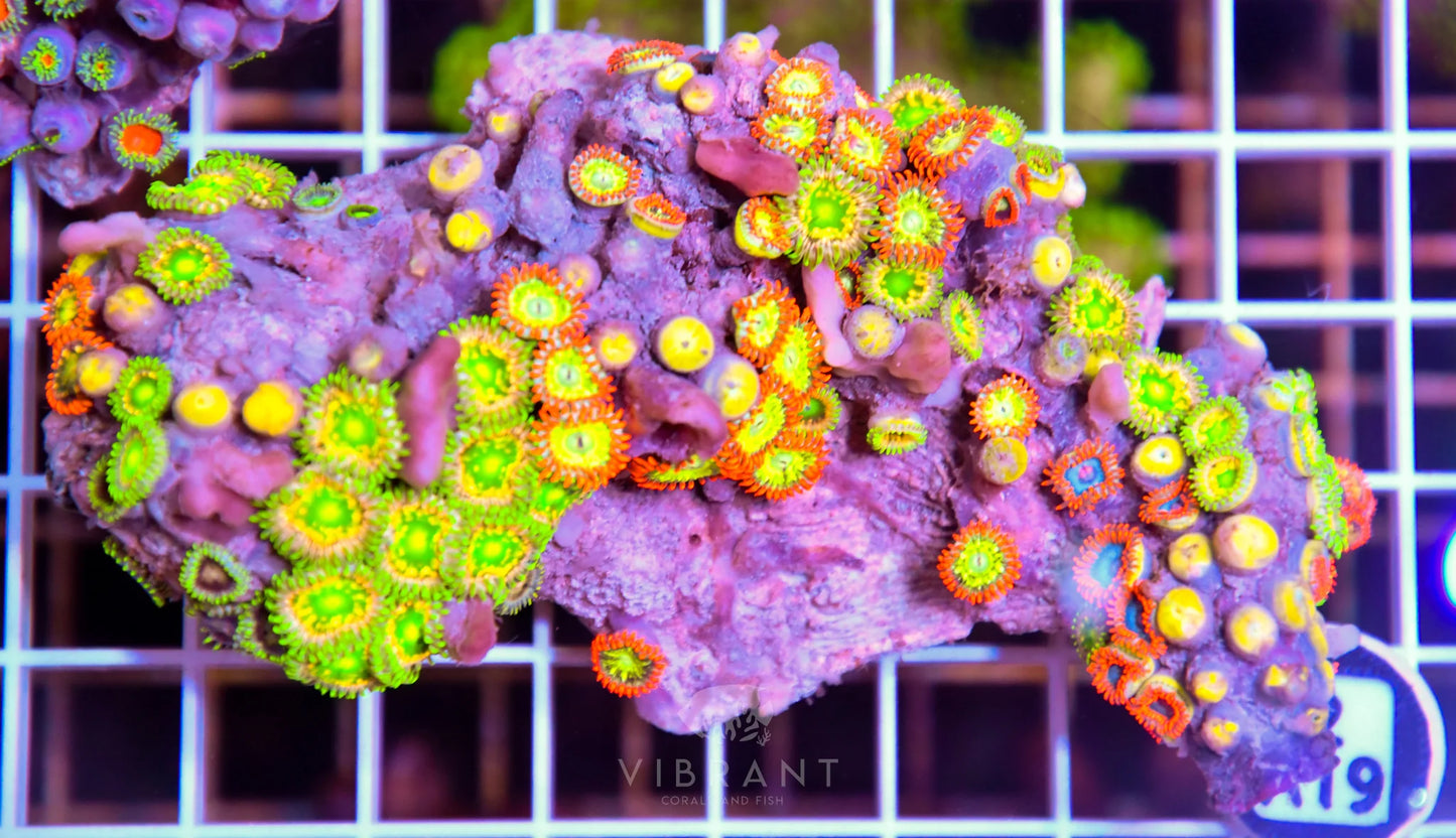 Zoa AUS
