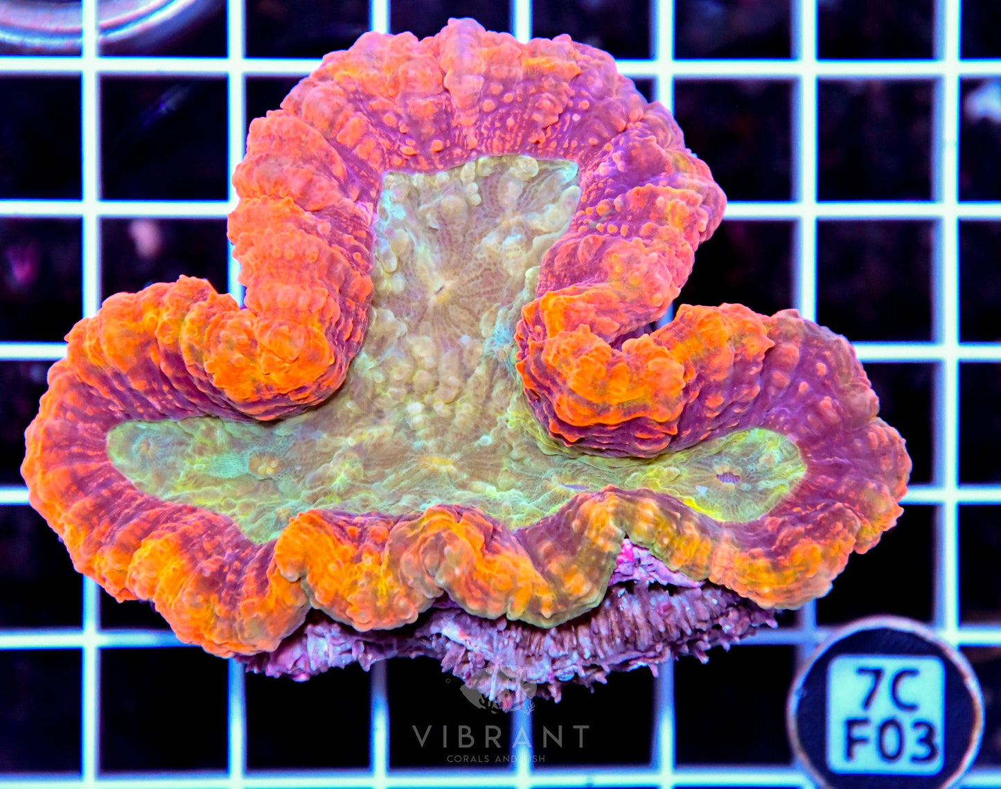 Symphyllia INDO W