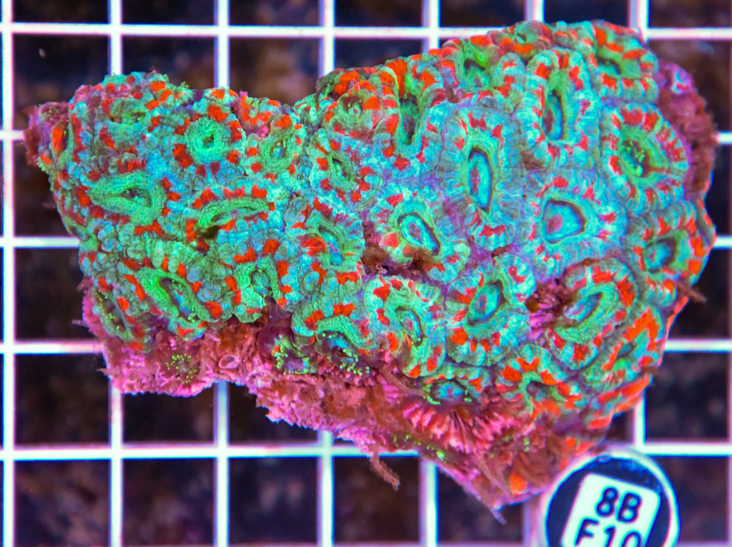 Micromussa WAUS