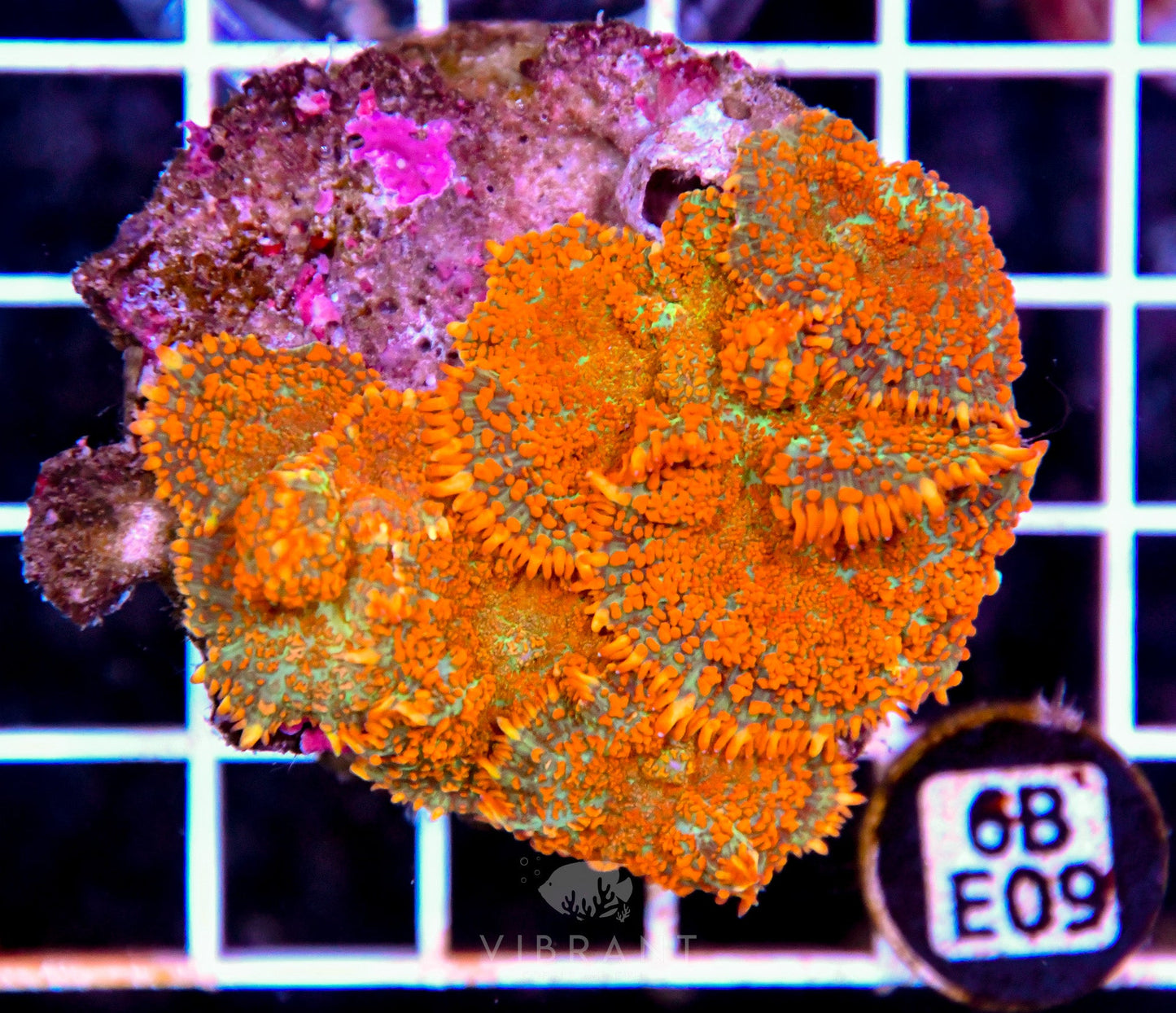 Mushroom INDO