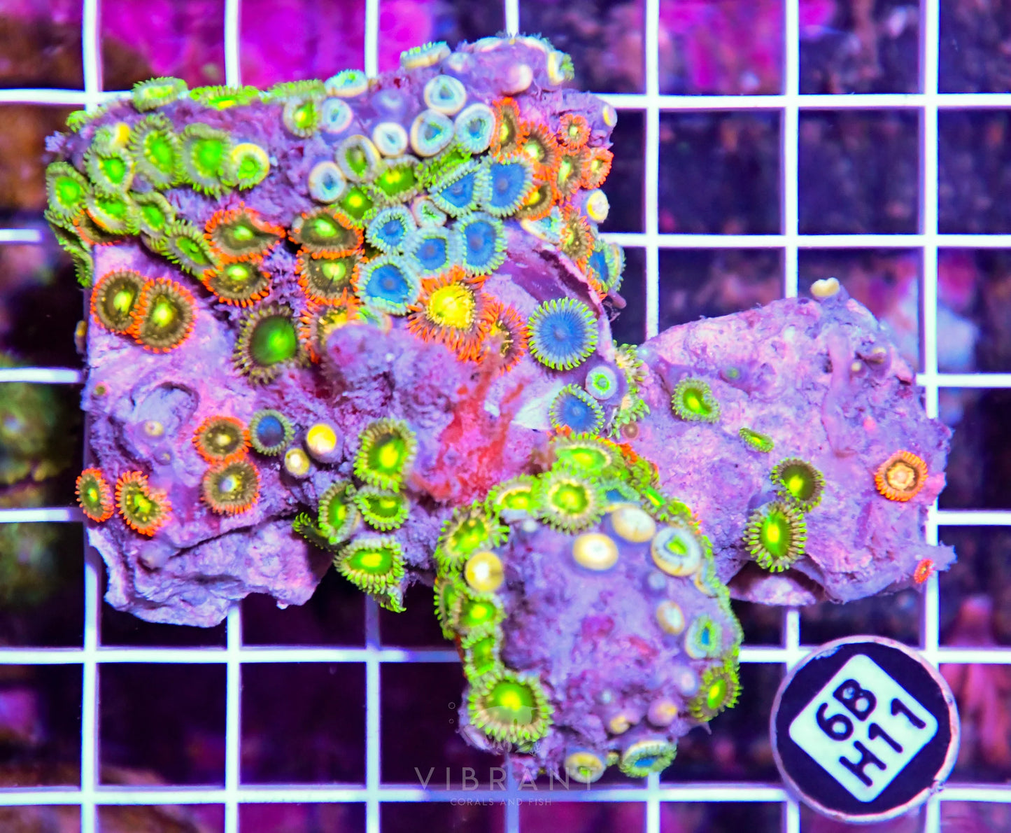 Zoa AUS