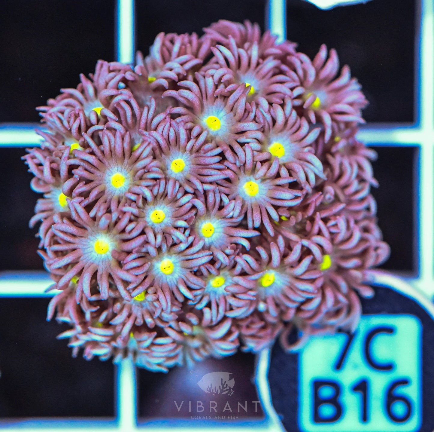Frag Goniopora WAUS