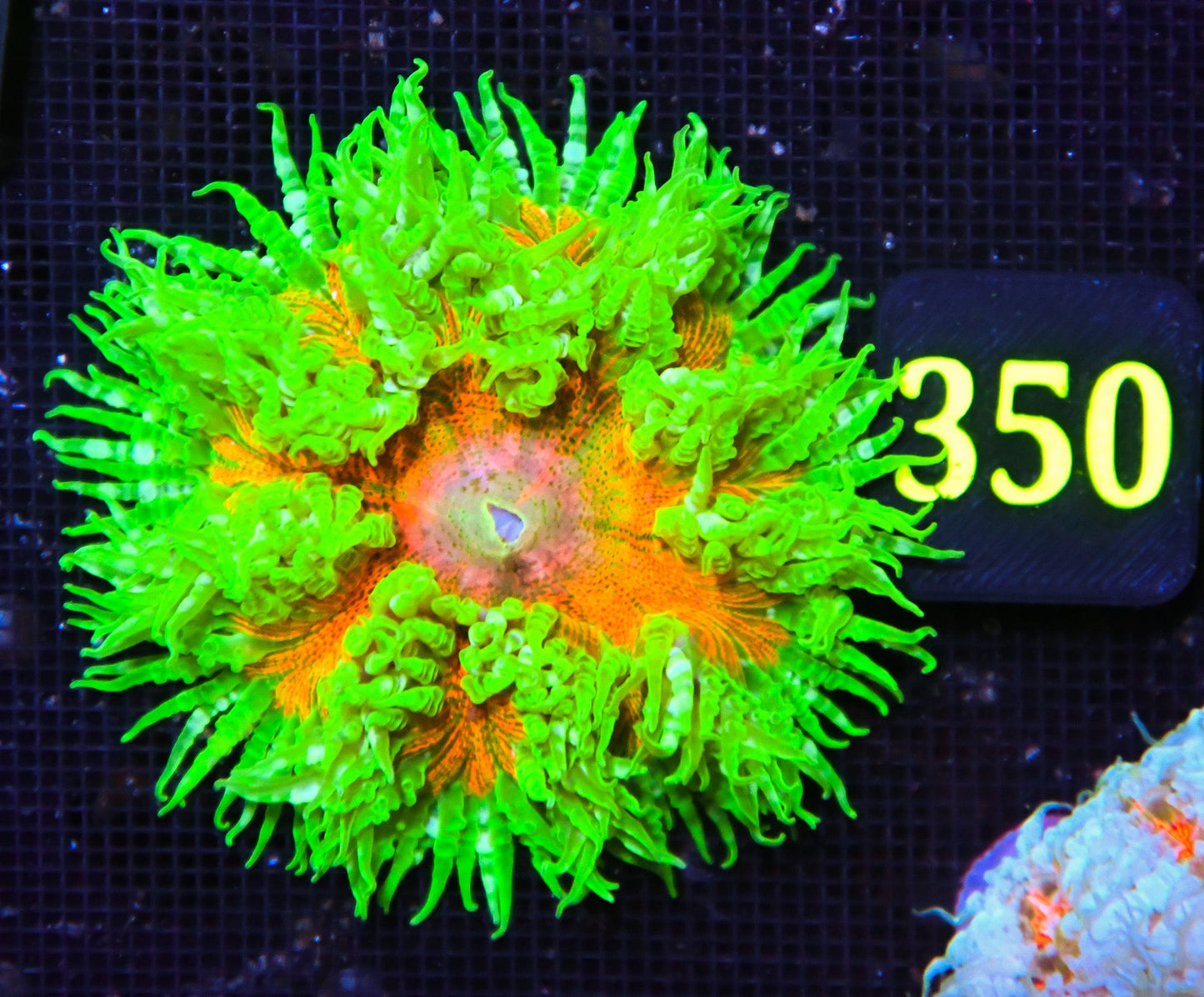 Rock Flower Anemone