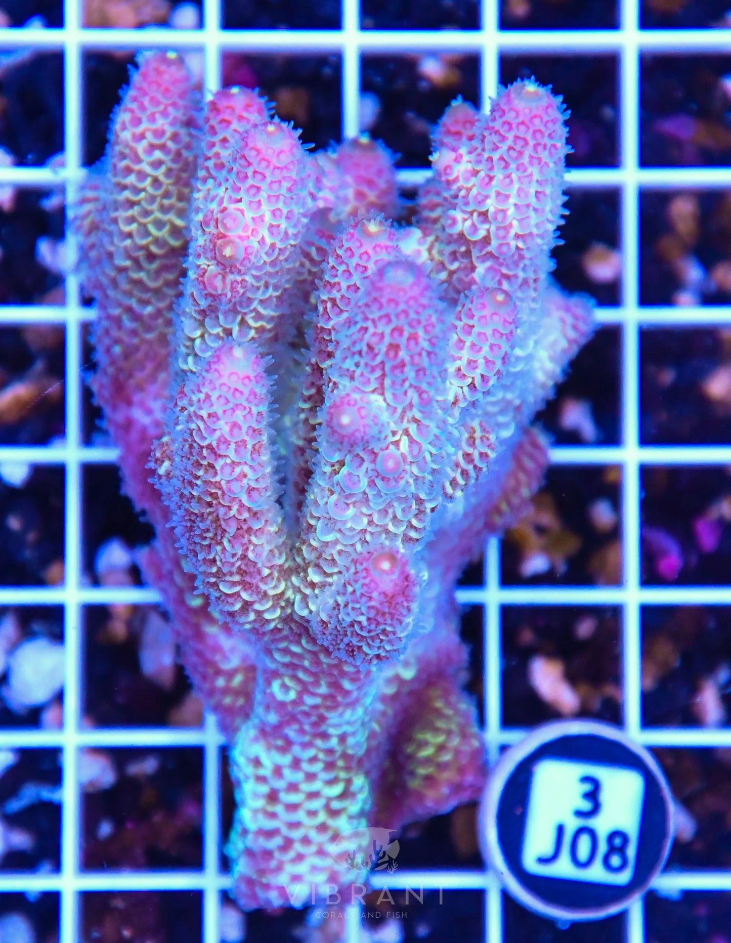 Acro AUS