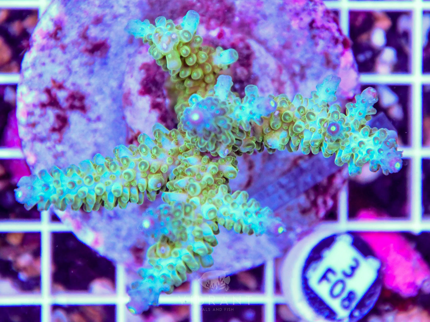 Acro INDO