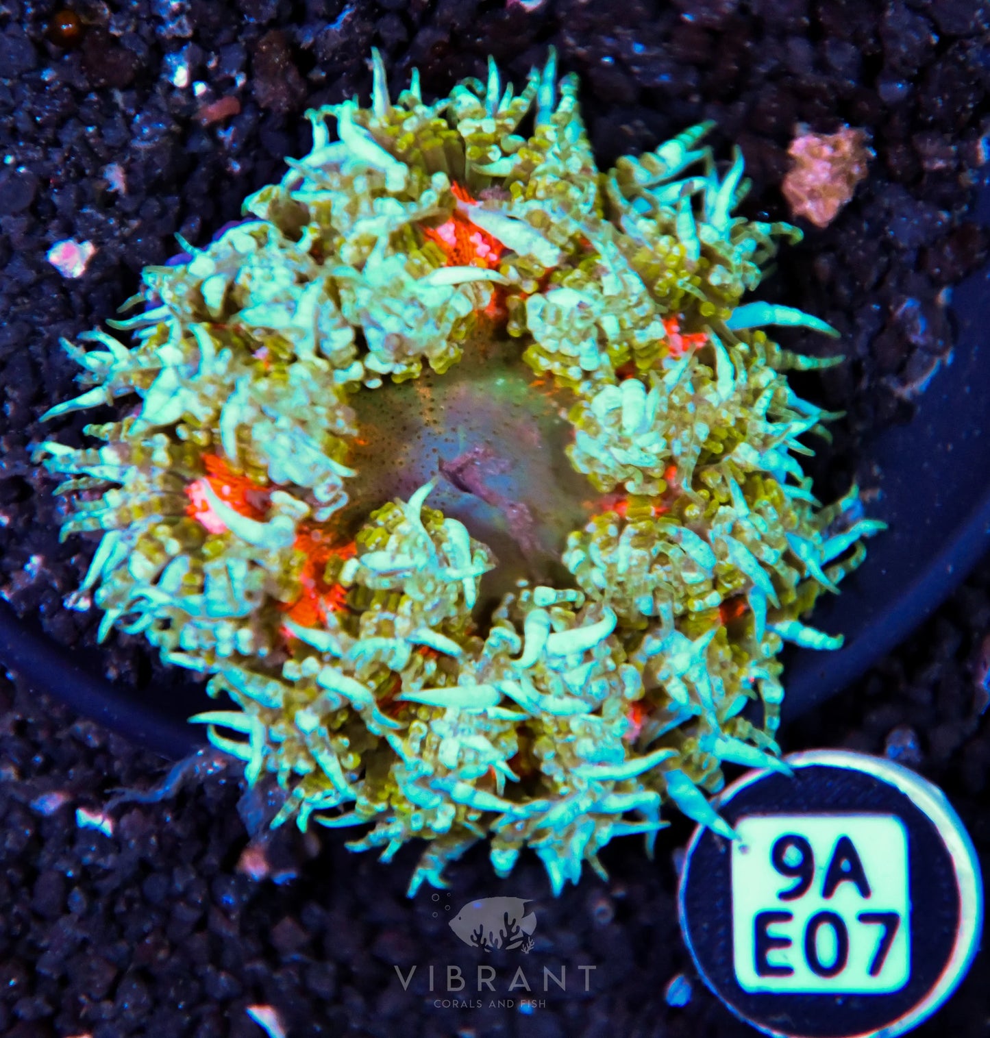 Rock Flower Anemone