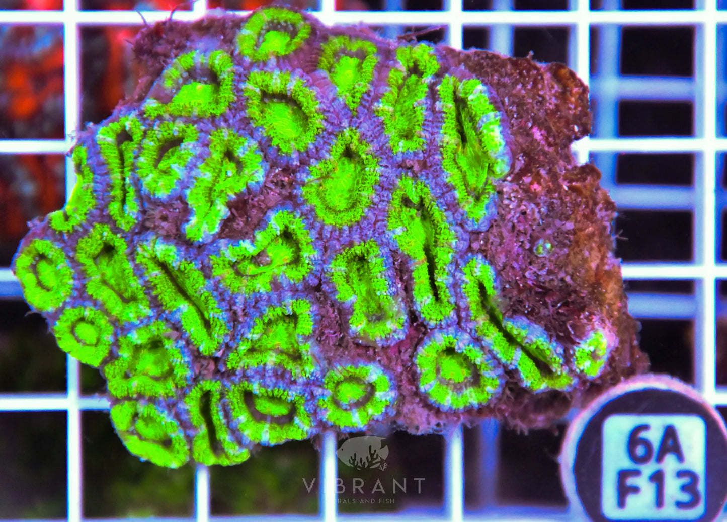 Acan Lord AUS