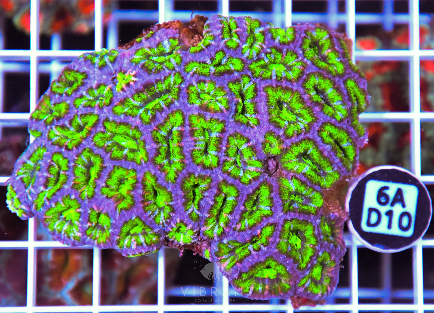 Acan Lord AUS