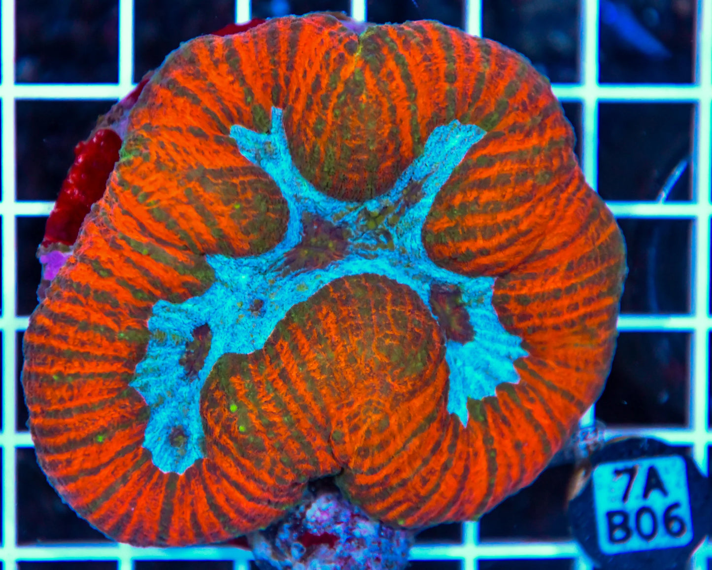 Symphyllia INDO