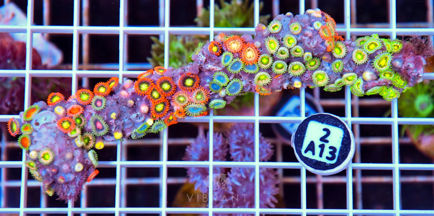 Zoa AUS