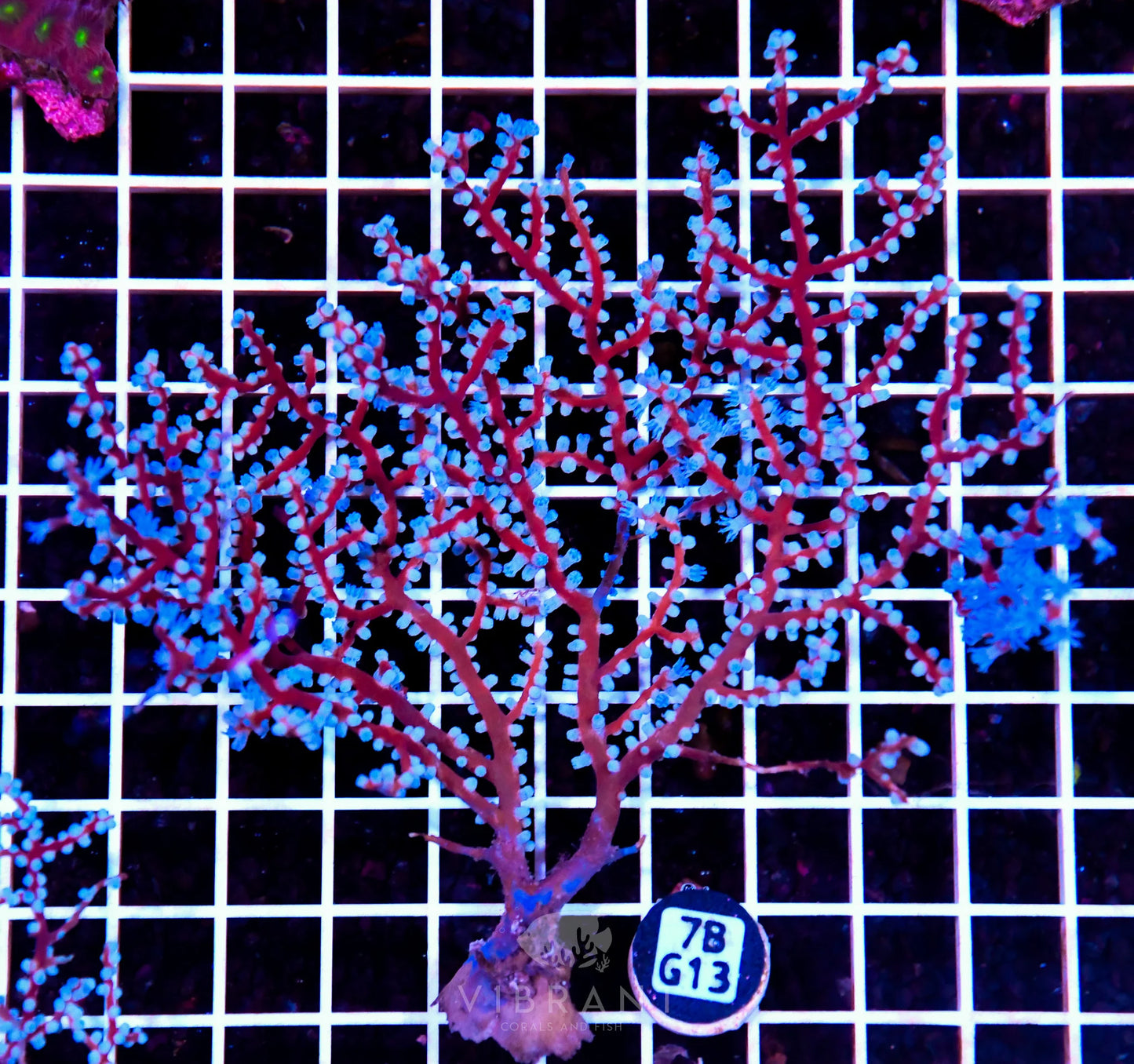 Gorgonian INDO W