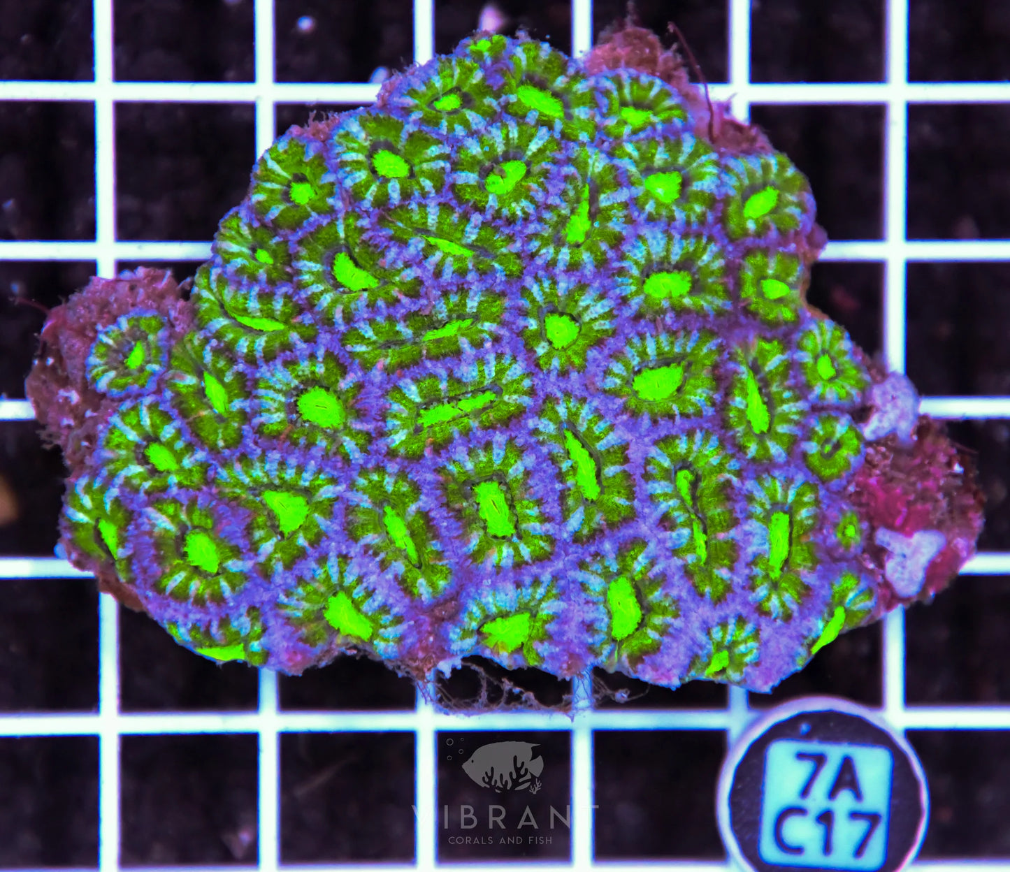 Acan Lord AUS
