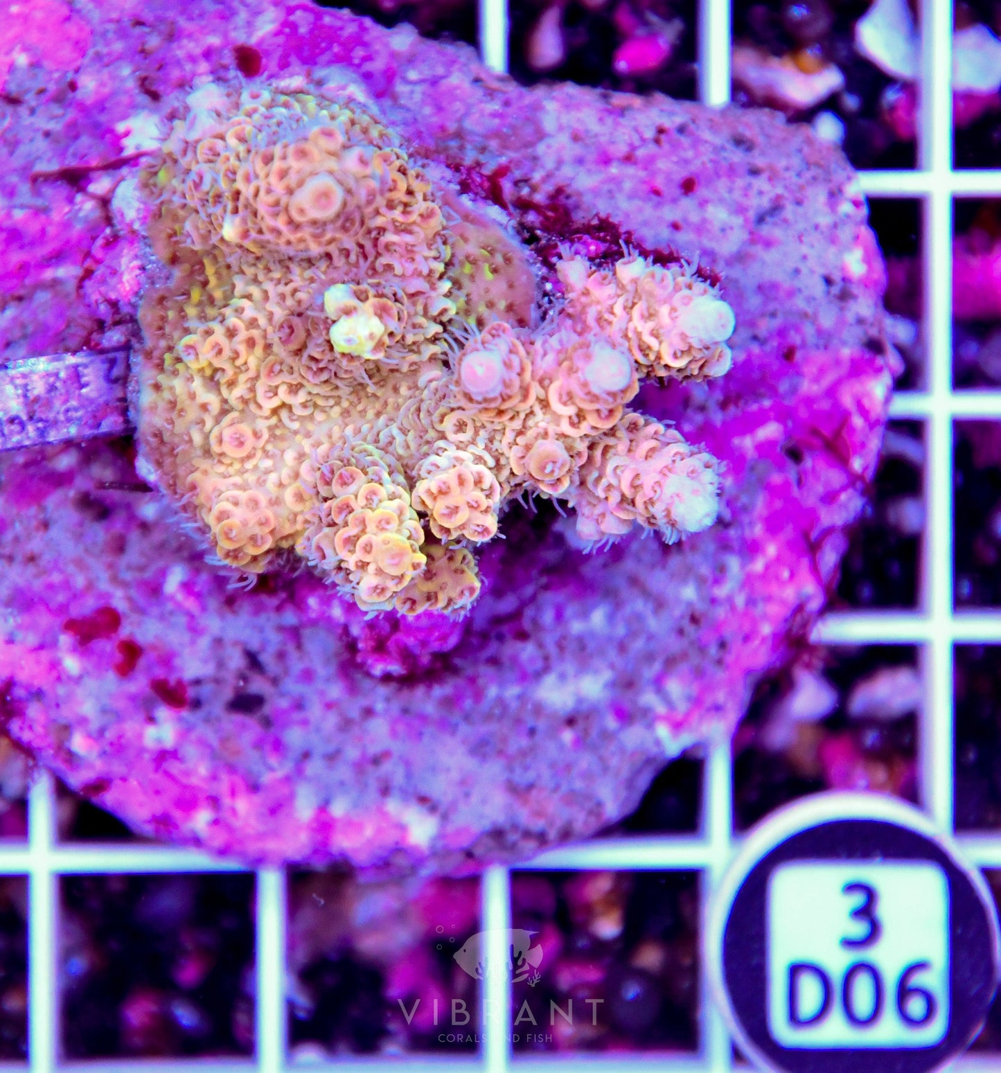 Acro INDO
