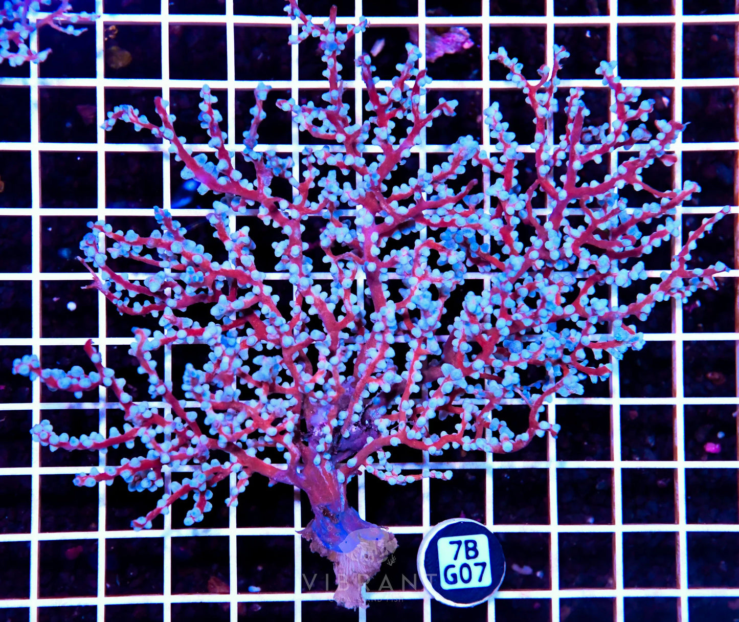 Gorgonian INDO W
