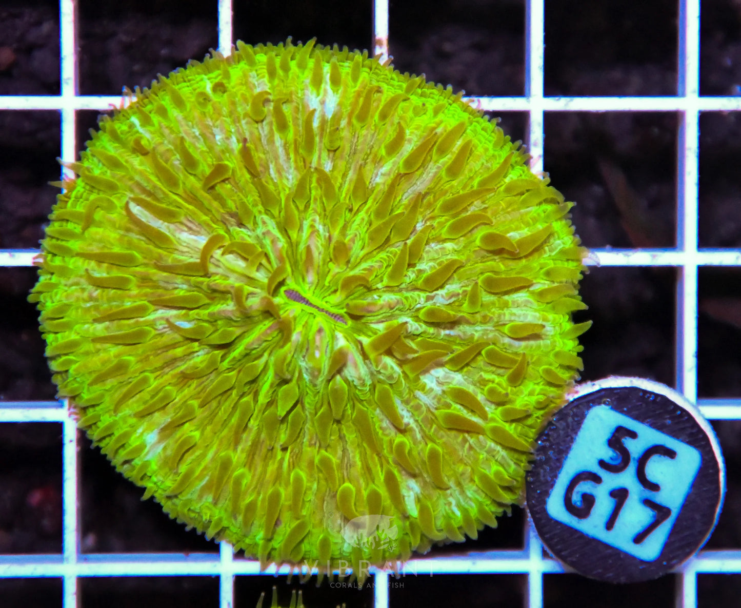 Fungia AUS