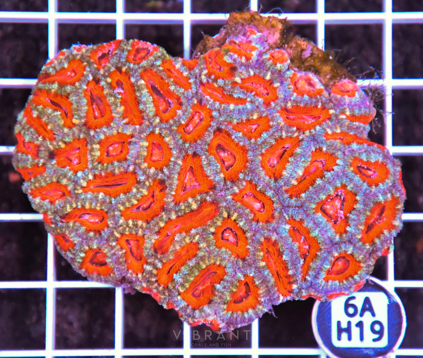 Acan Lord AUS