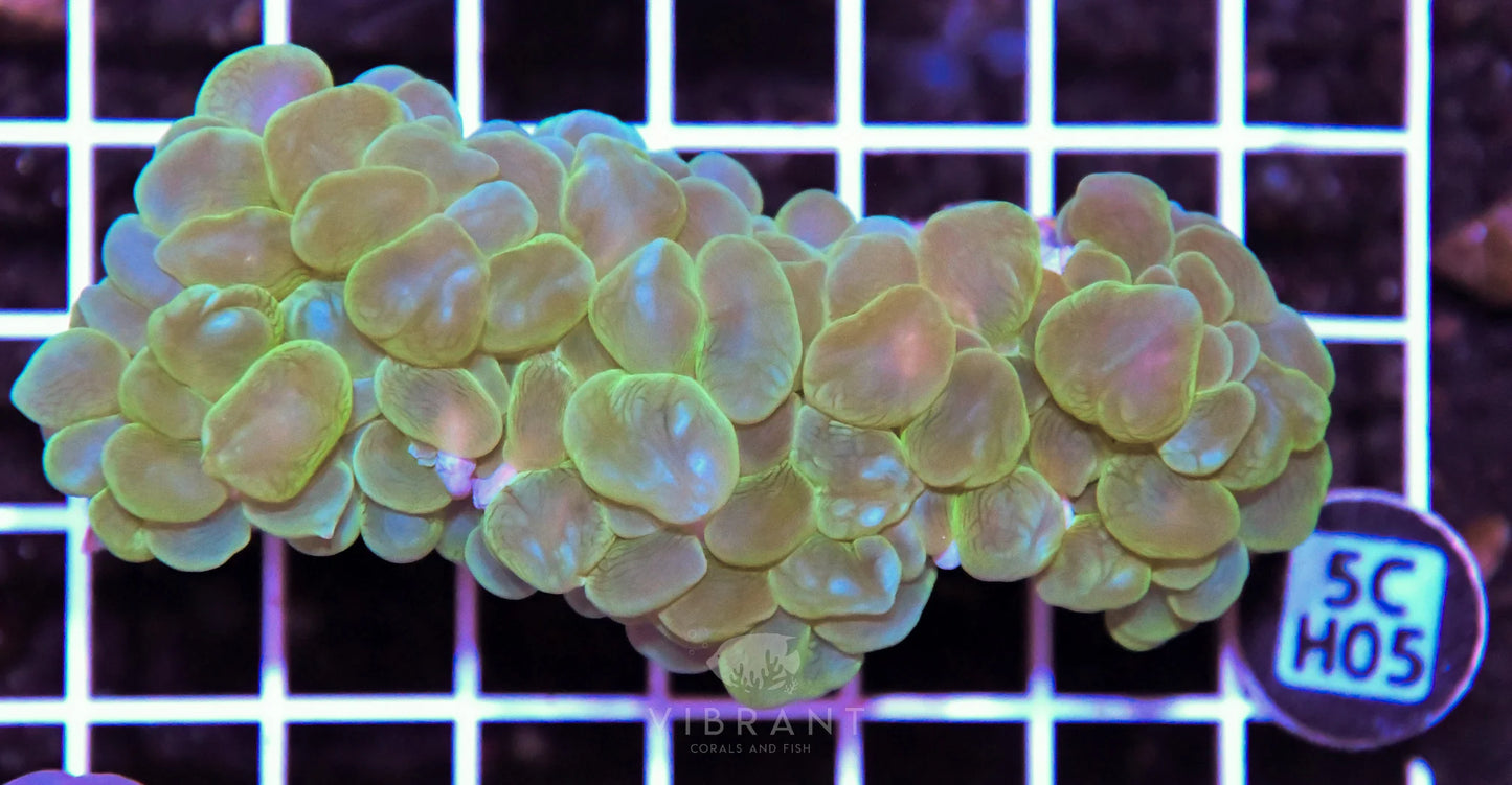 Bubble Coral AUS