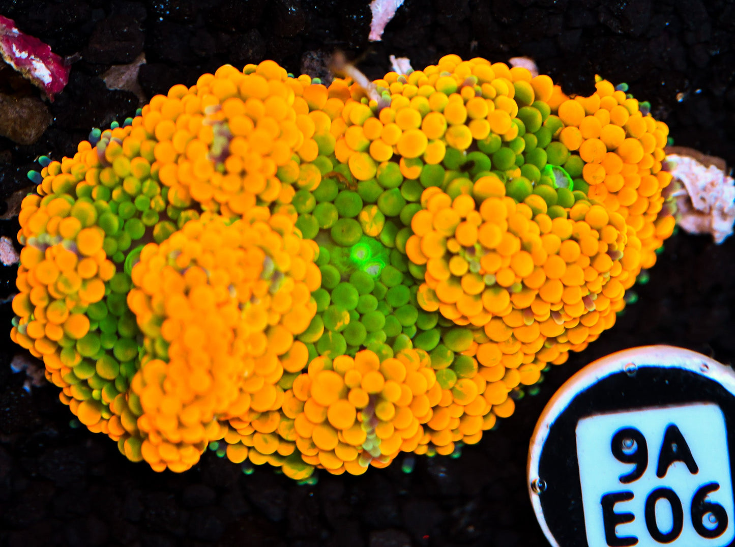 Ricordea Mushroom