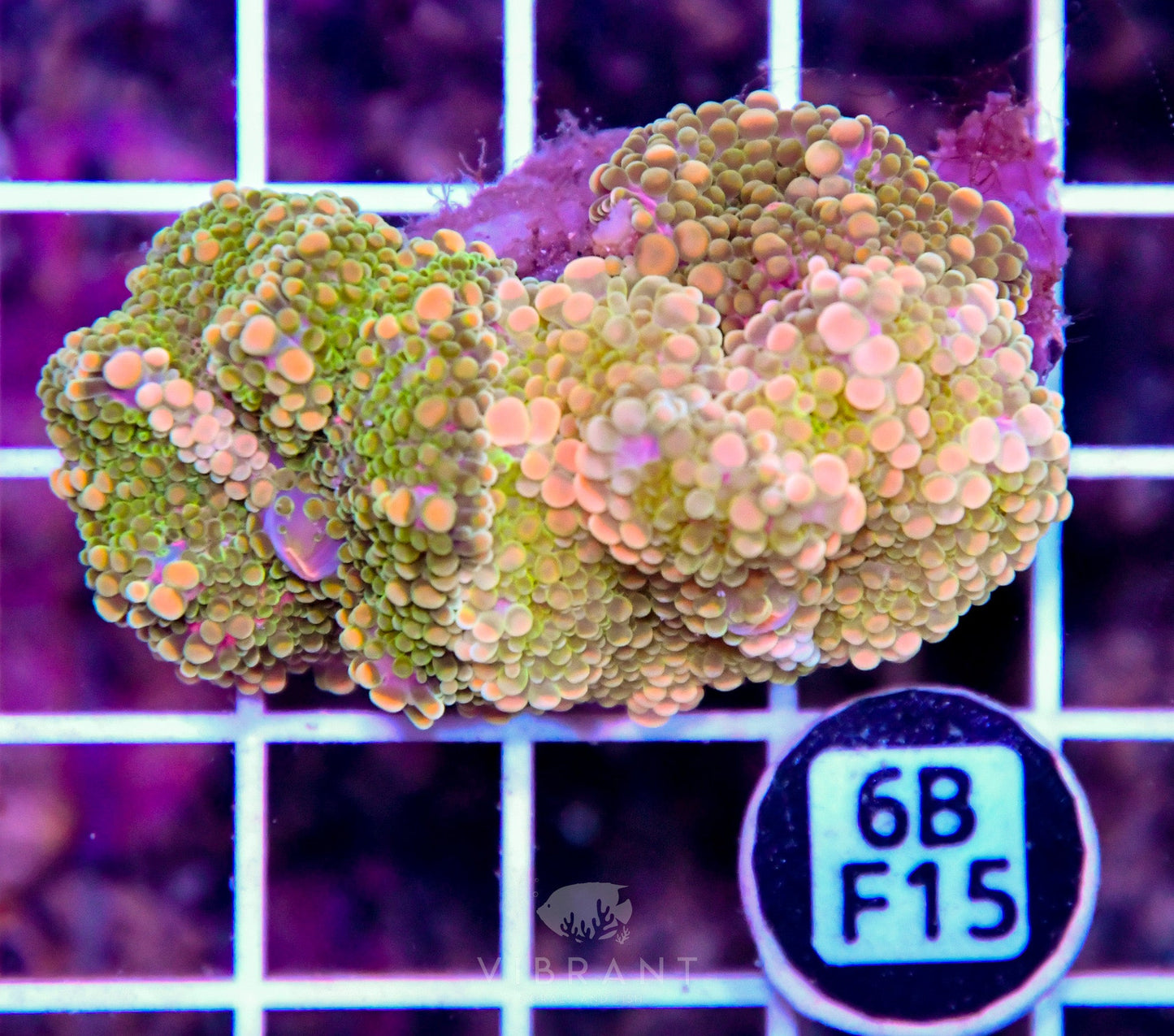 Mushroom INDO
