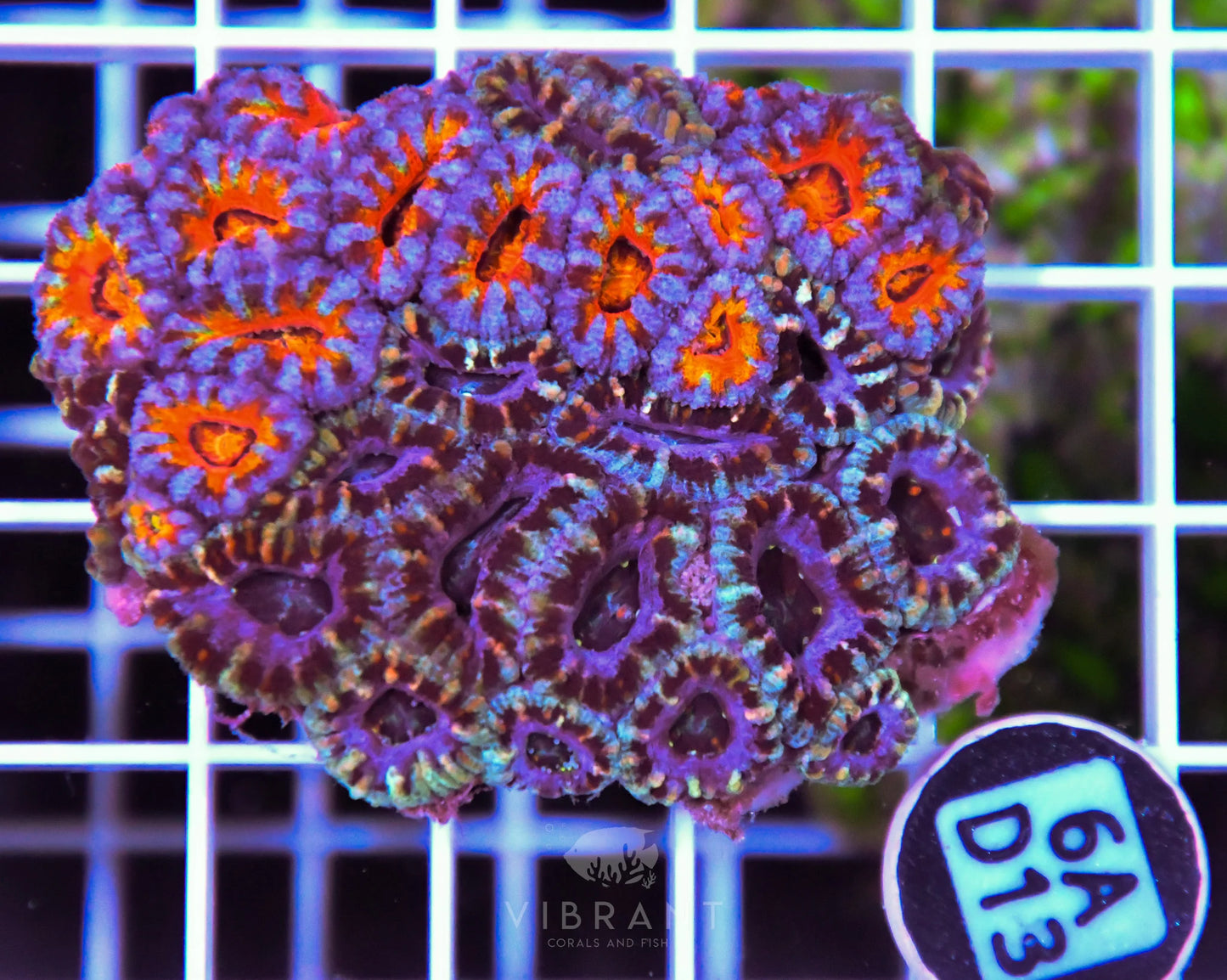 Acan Lord AUS