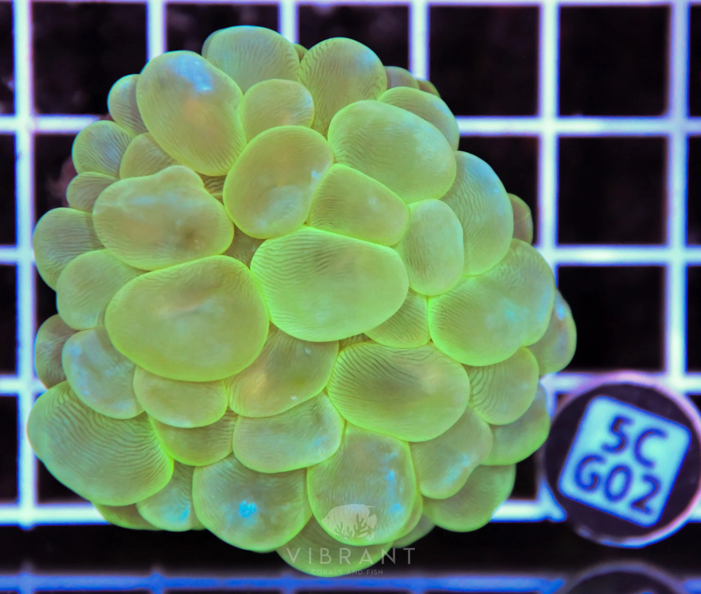 Bubble Coral AUS