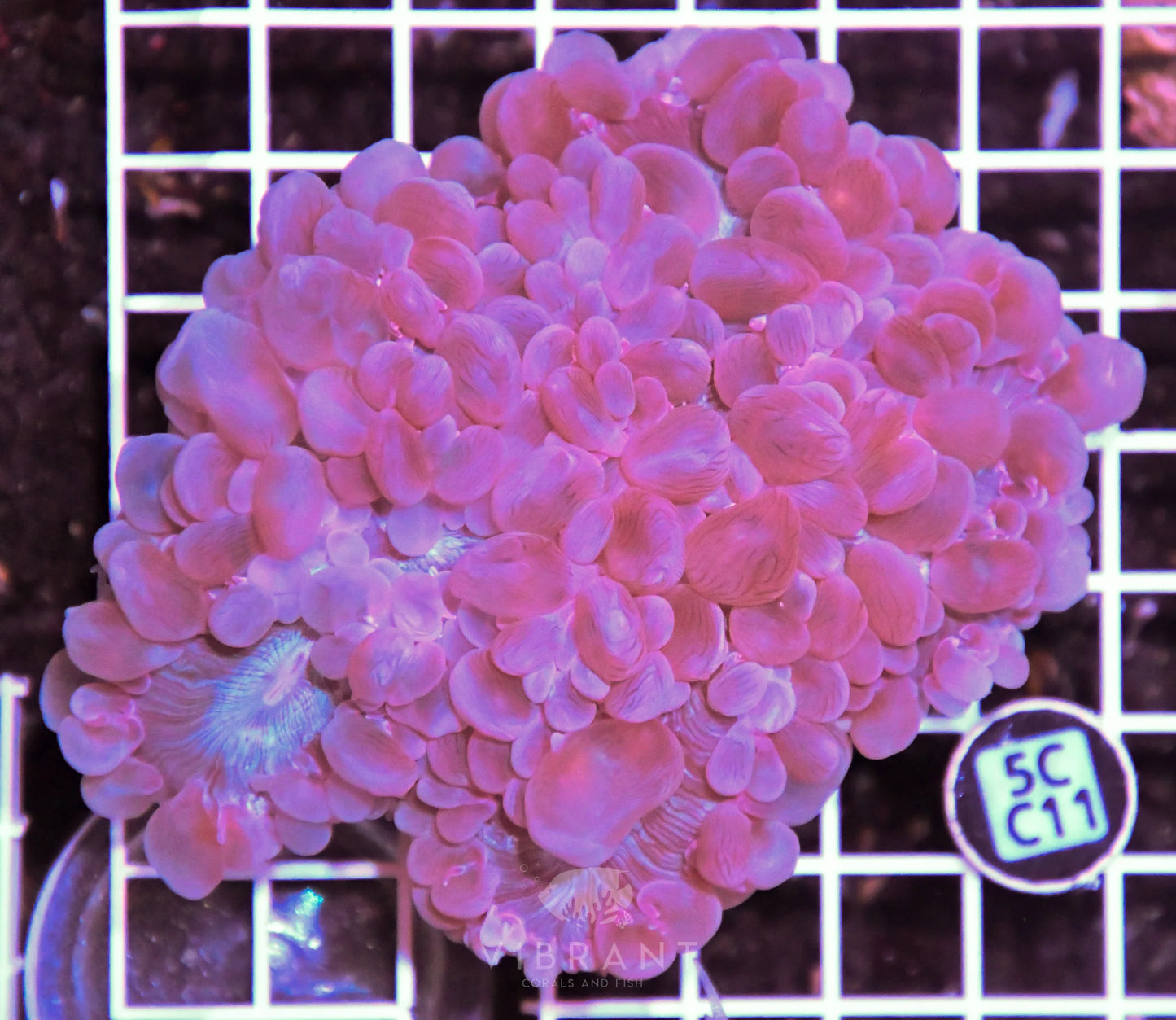Bubble Coral AUS