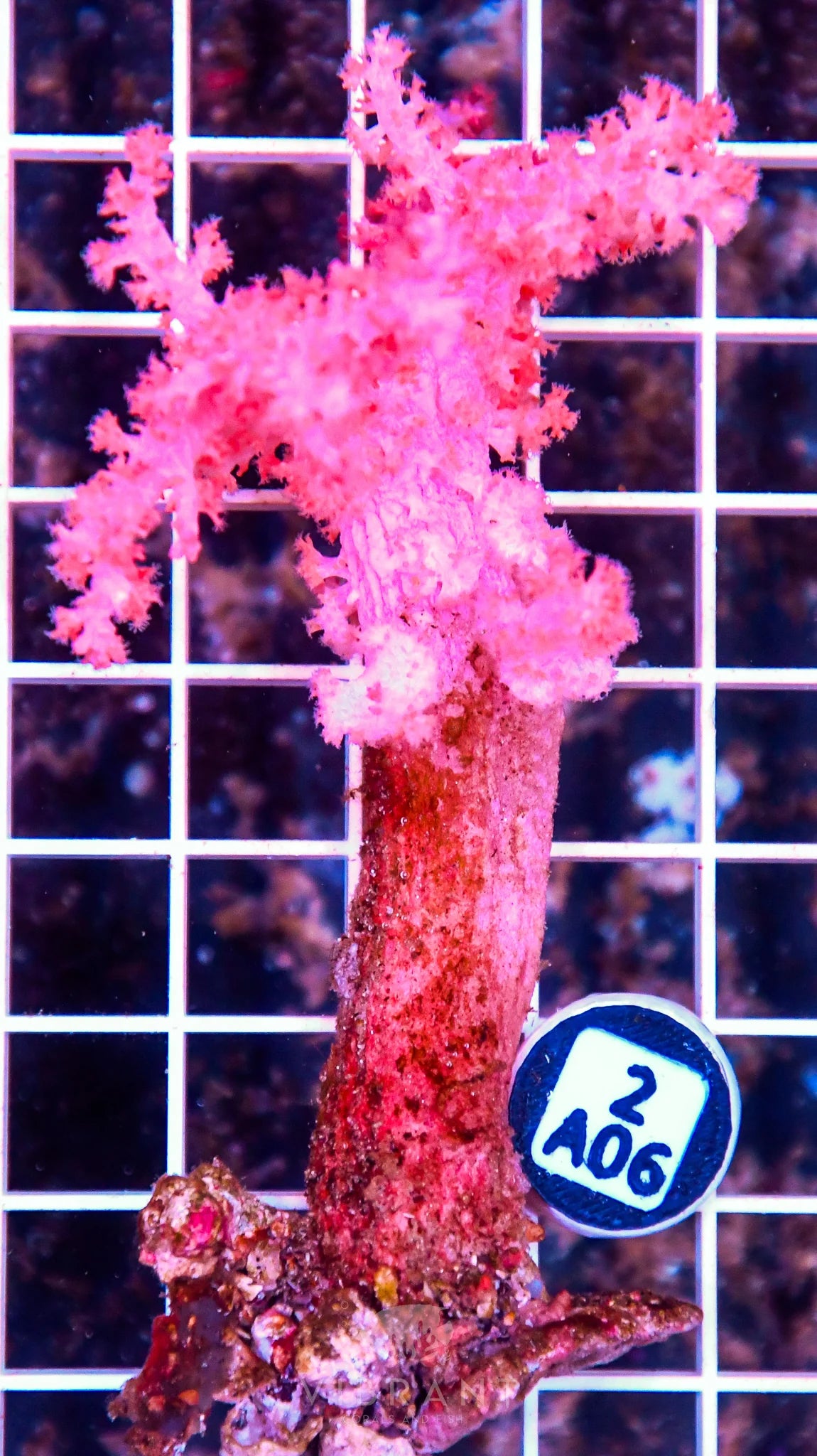 Carnation Coral INDO W