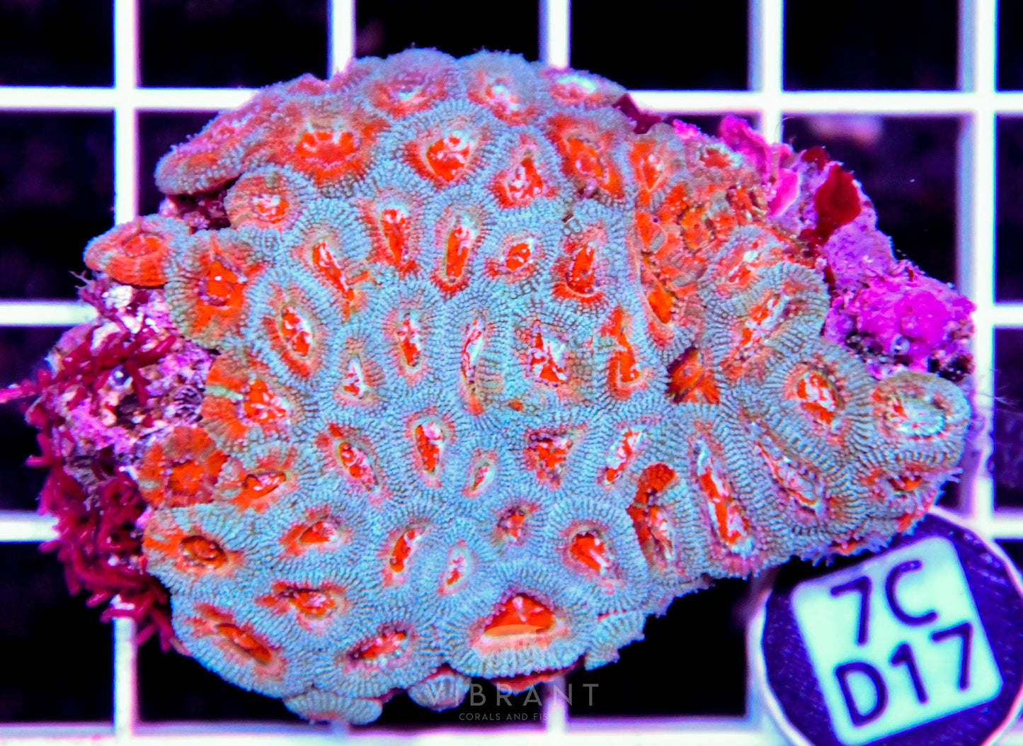 Micromussa INDO