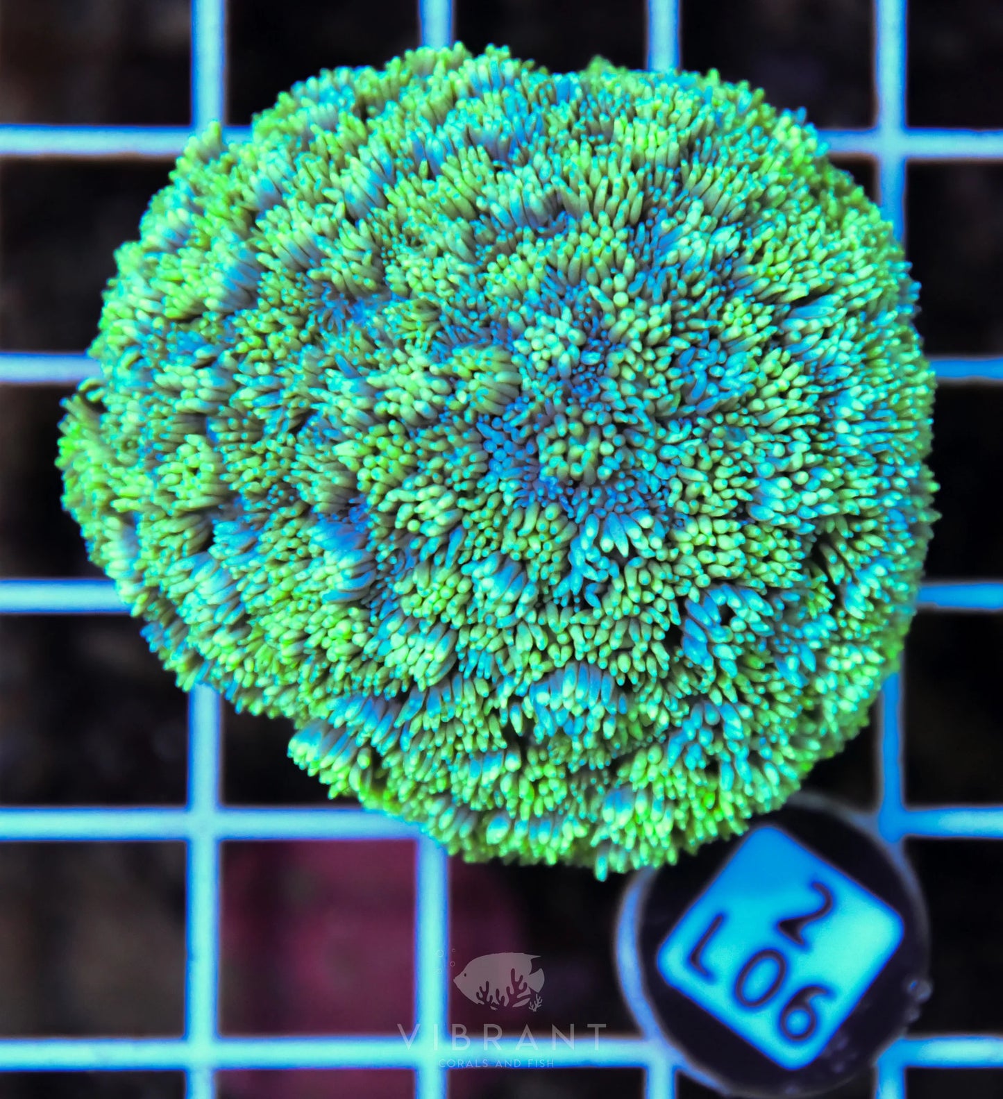 Goniopora AUS
