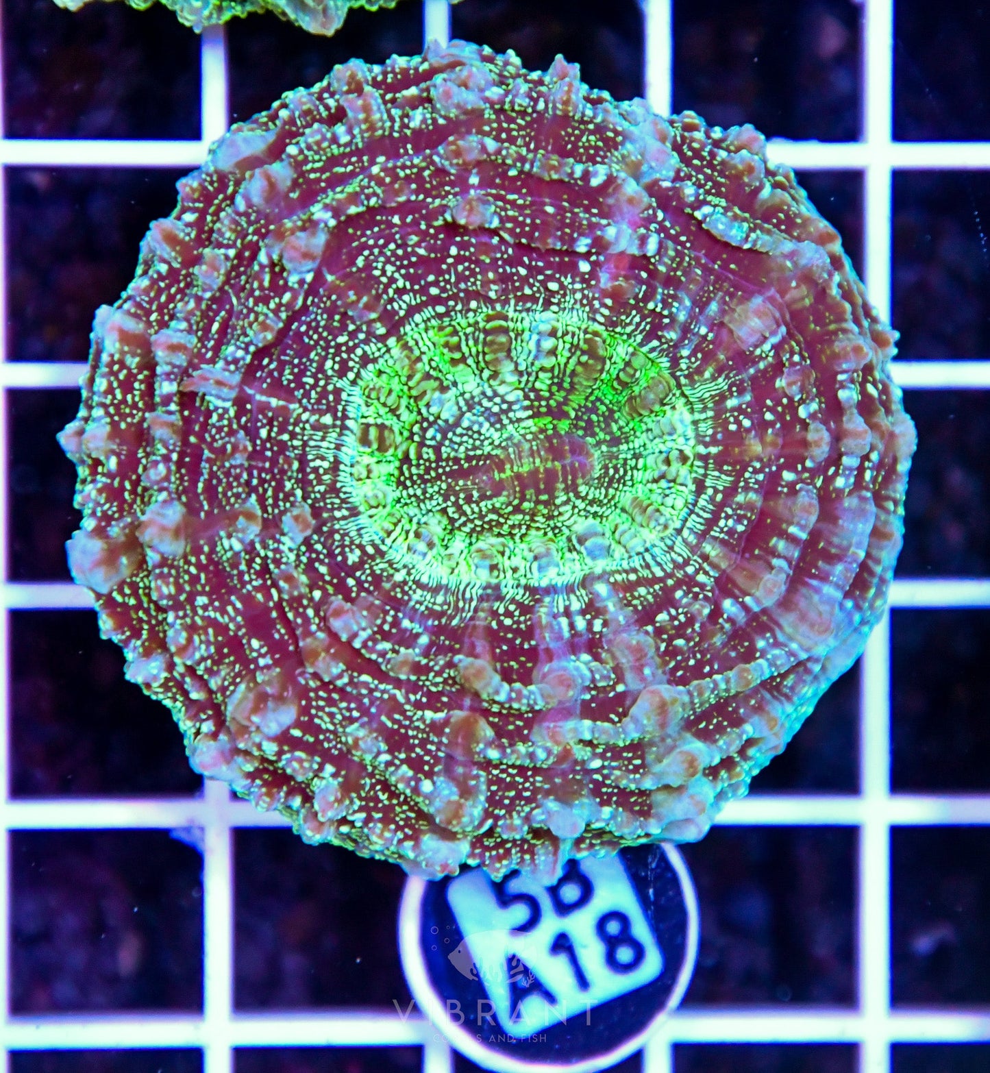 Acanthophyllia AUS