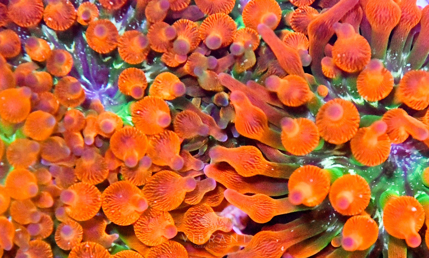 Bubble Tip Aquacultured Anemone SMALL SAMPLE