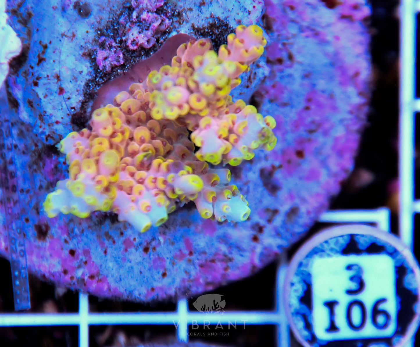 Acro INDO