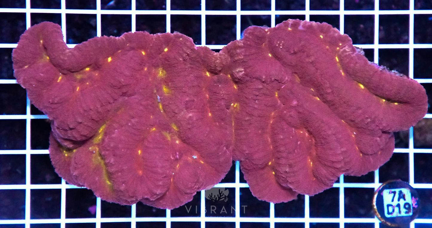 Symphyllia INDO W