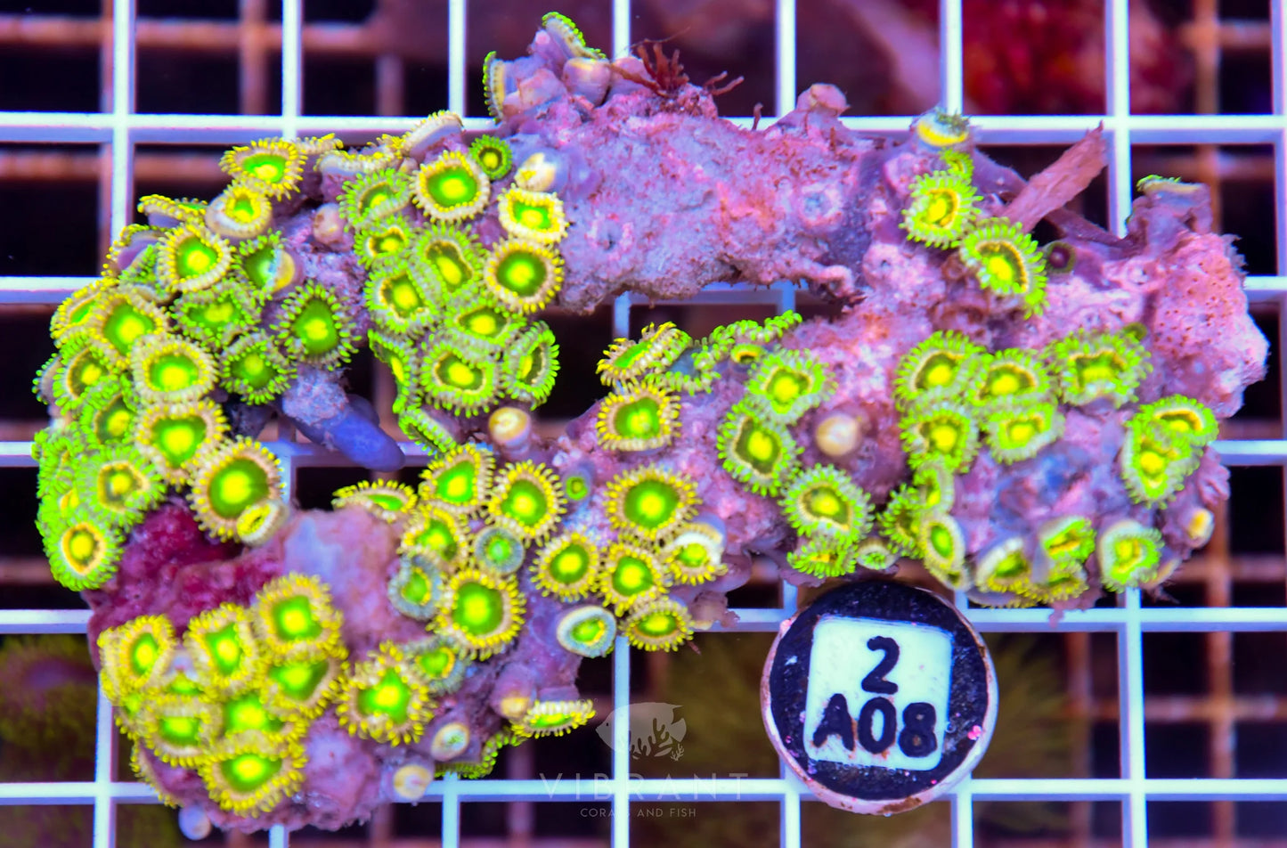 Zoa AUS