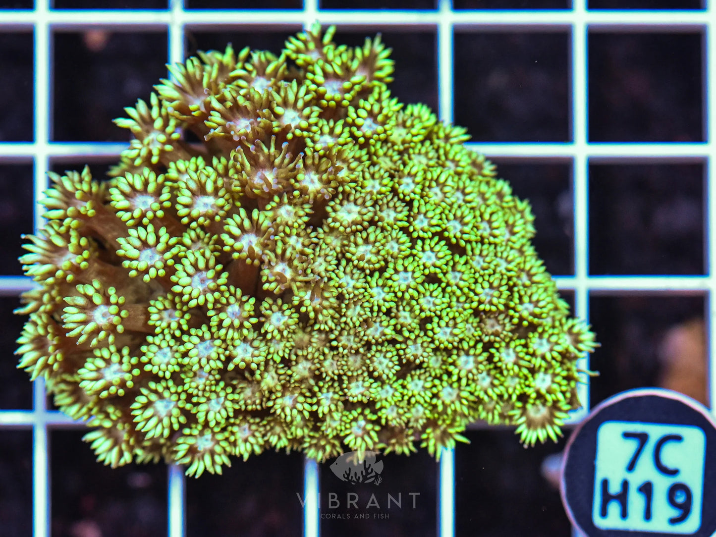 Frag Goniopora WAUS
