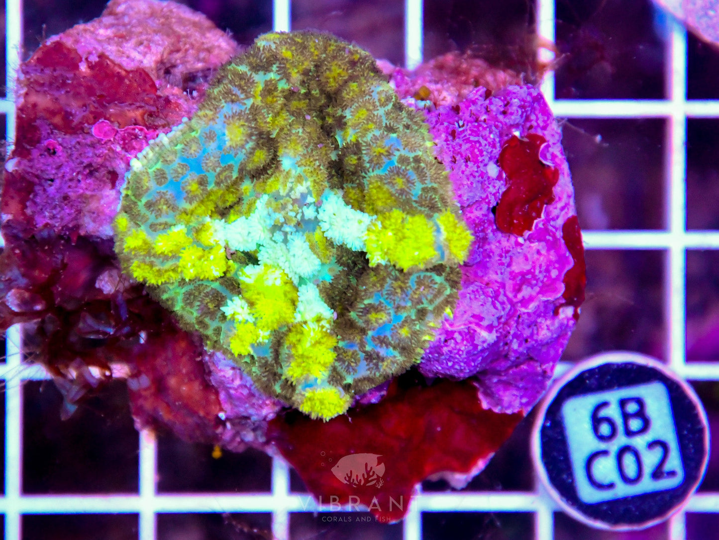 Mushroom INDO